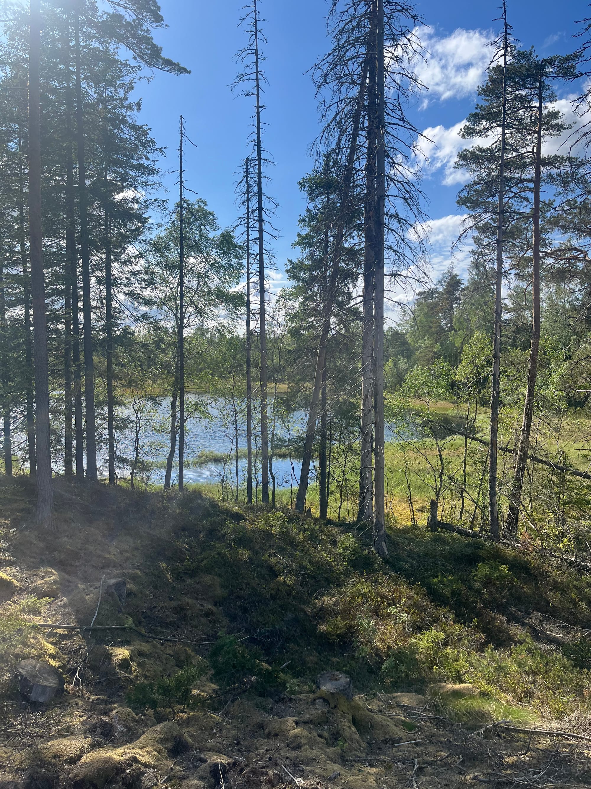 Skogsmarkus