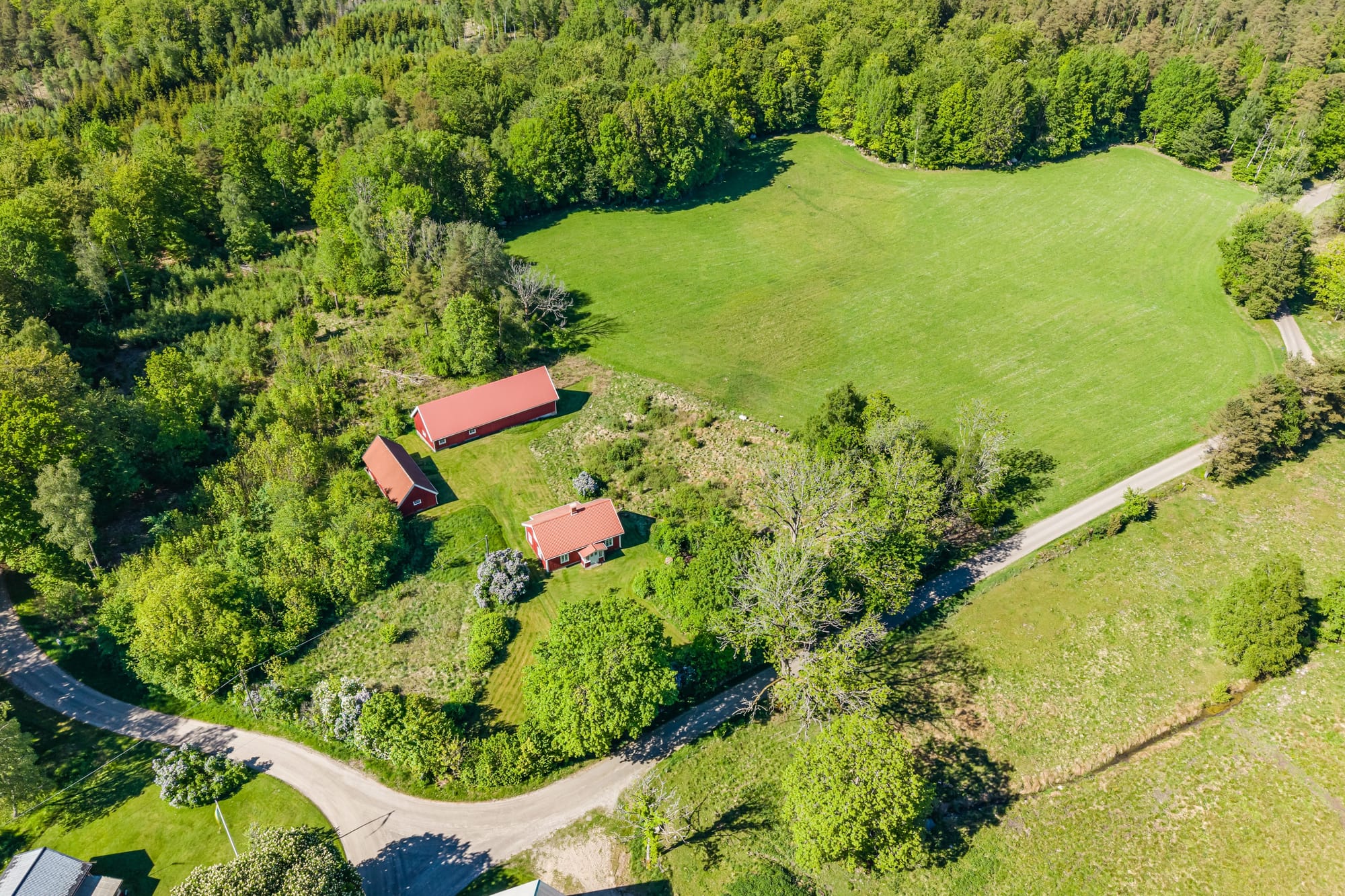 Skogsmarkus