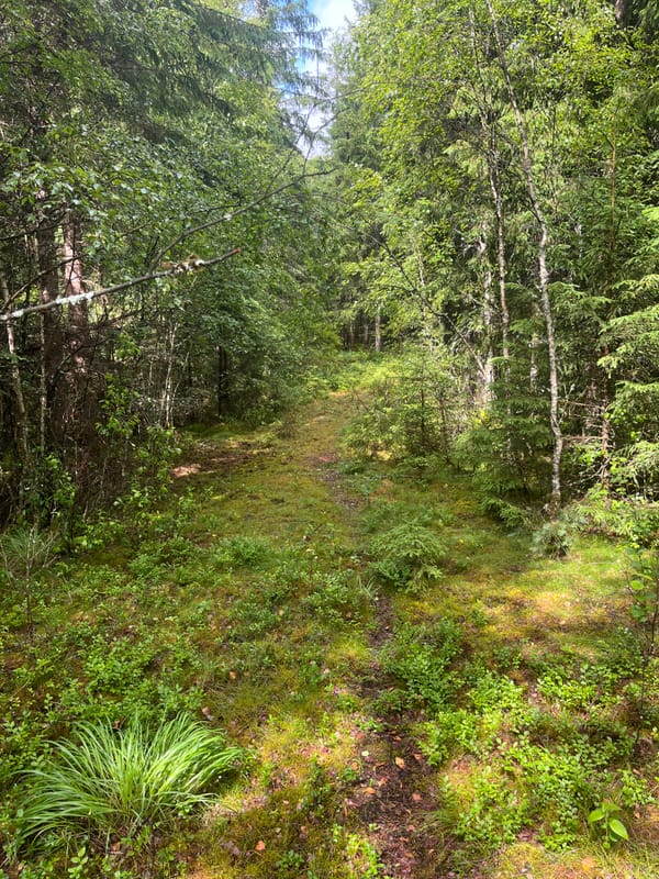Från affärssystem till skog