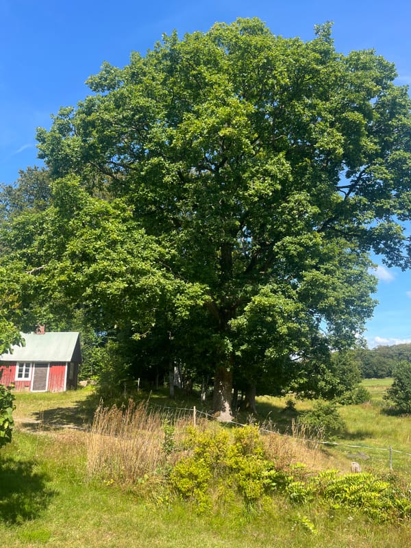 Möjligheternas gård